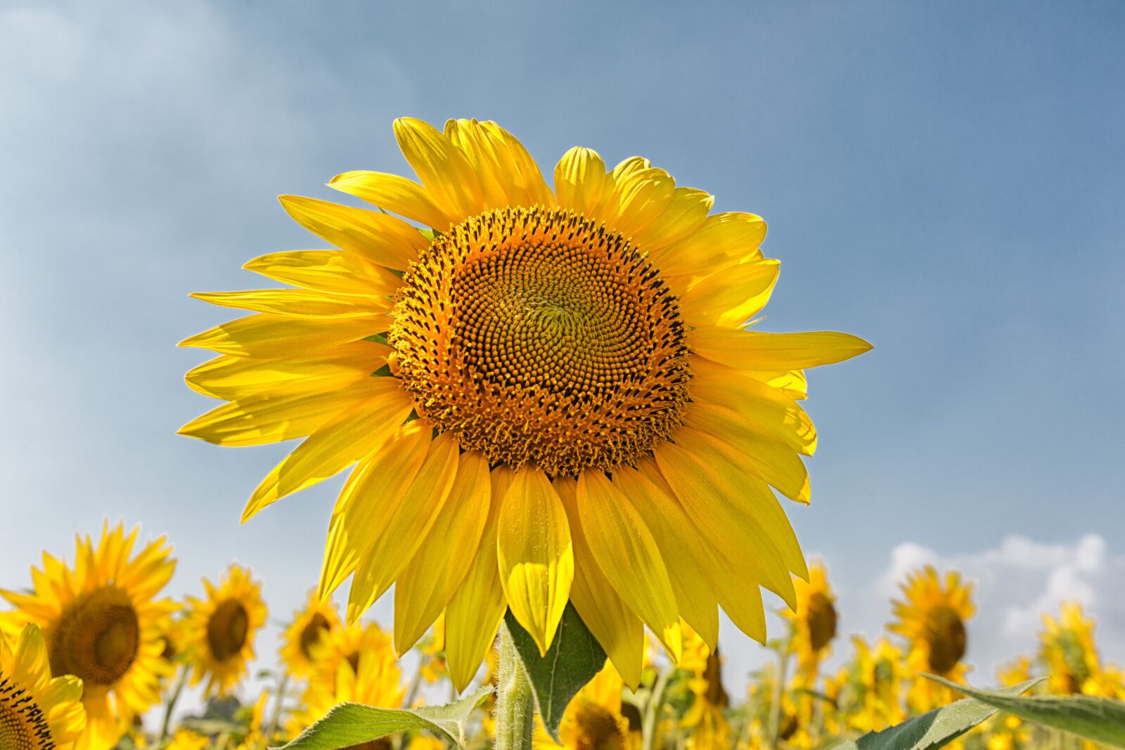 Canon EOS 5D Mark III + Canon EF 24-70mm F4L IS USM sample photo. Sunflower, flower, yellow photography