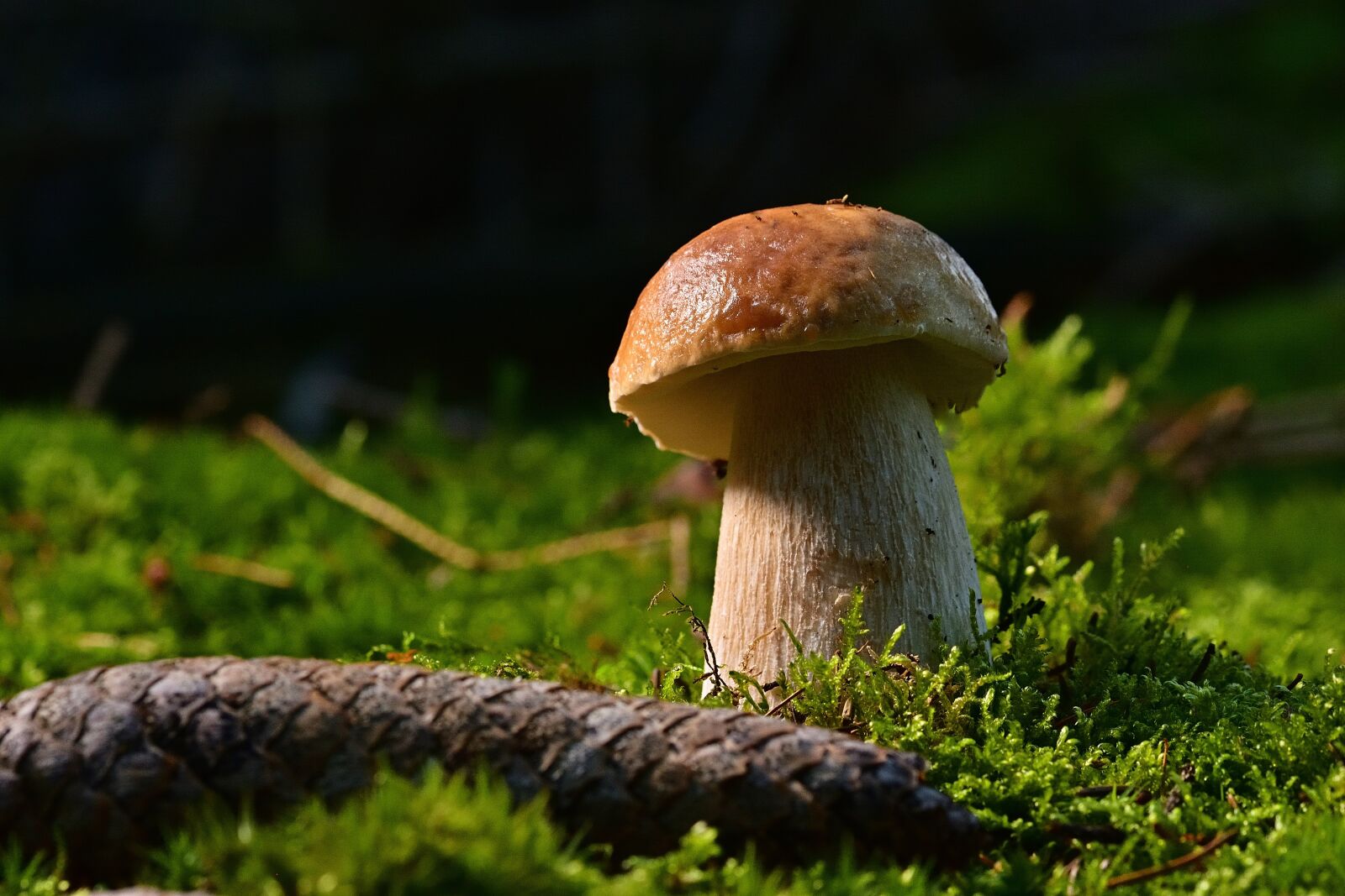 Nikon D5200 sample photo. Mushroom, fungus, fungi photography