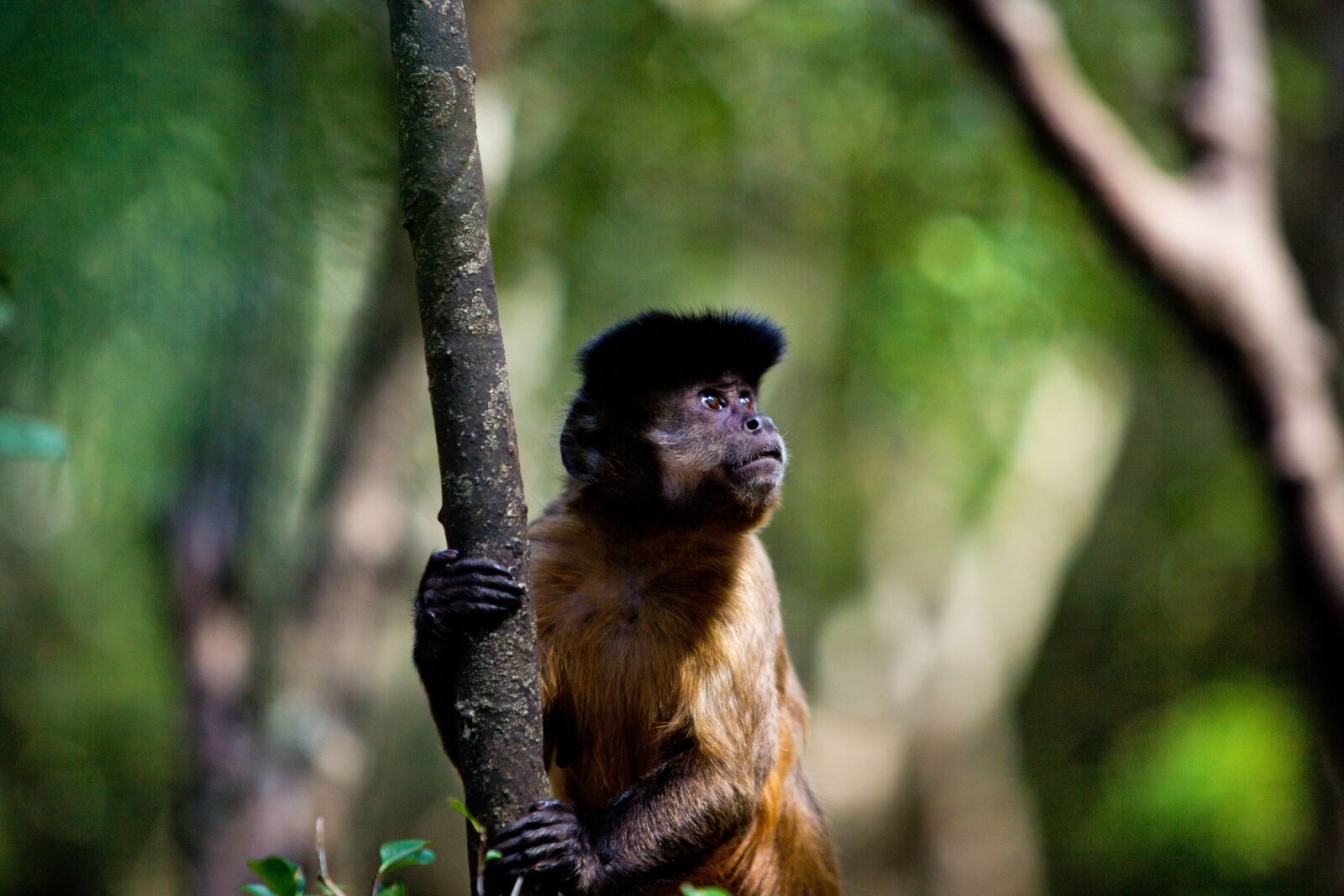 Canon EF 70-200mm F2.8L USM sample photo. Lemur, animal, monkey photography