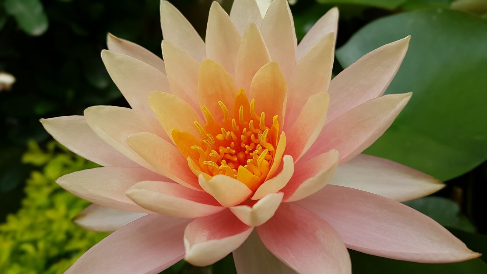Samsung Galaxy S7 Edge sample photo. Lily, peach, flower photography
