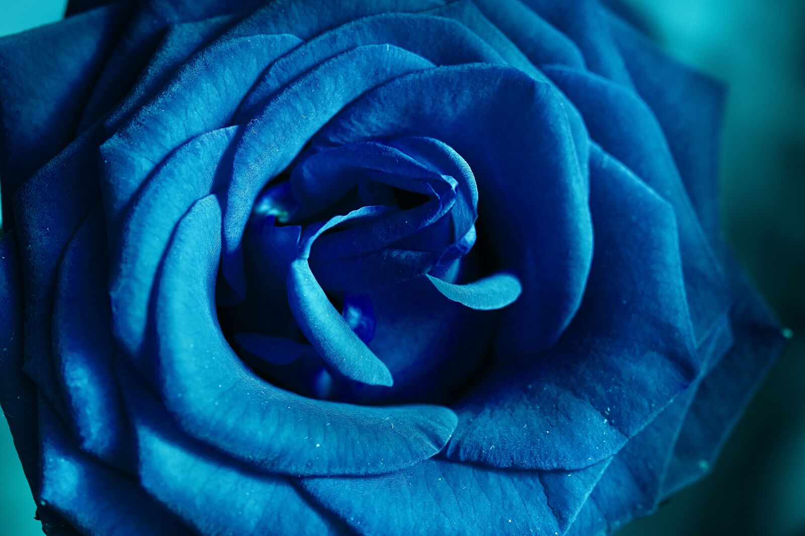 Canon EOS 80D sample photo. Rose, flower, blossom photography