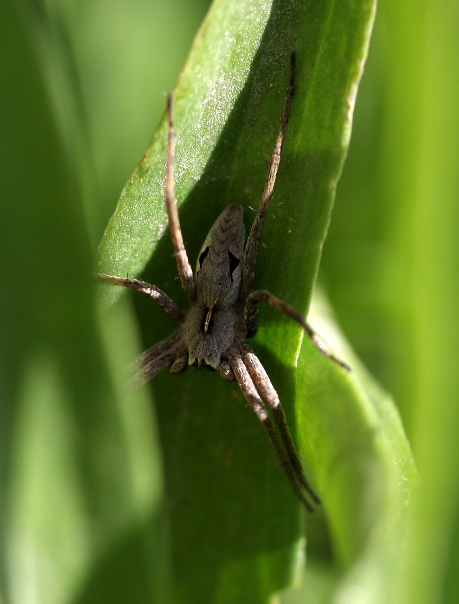 Canon EF-S 60mm F2.8 Macro USM sample photo. Spider, arachnid, gray photography