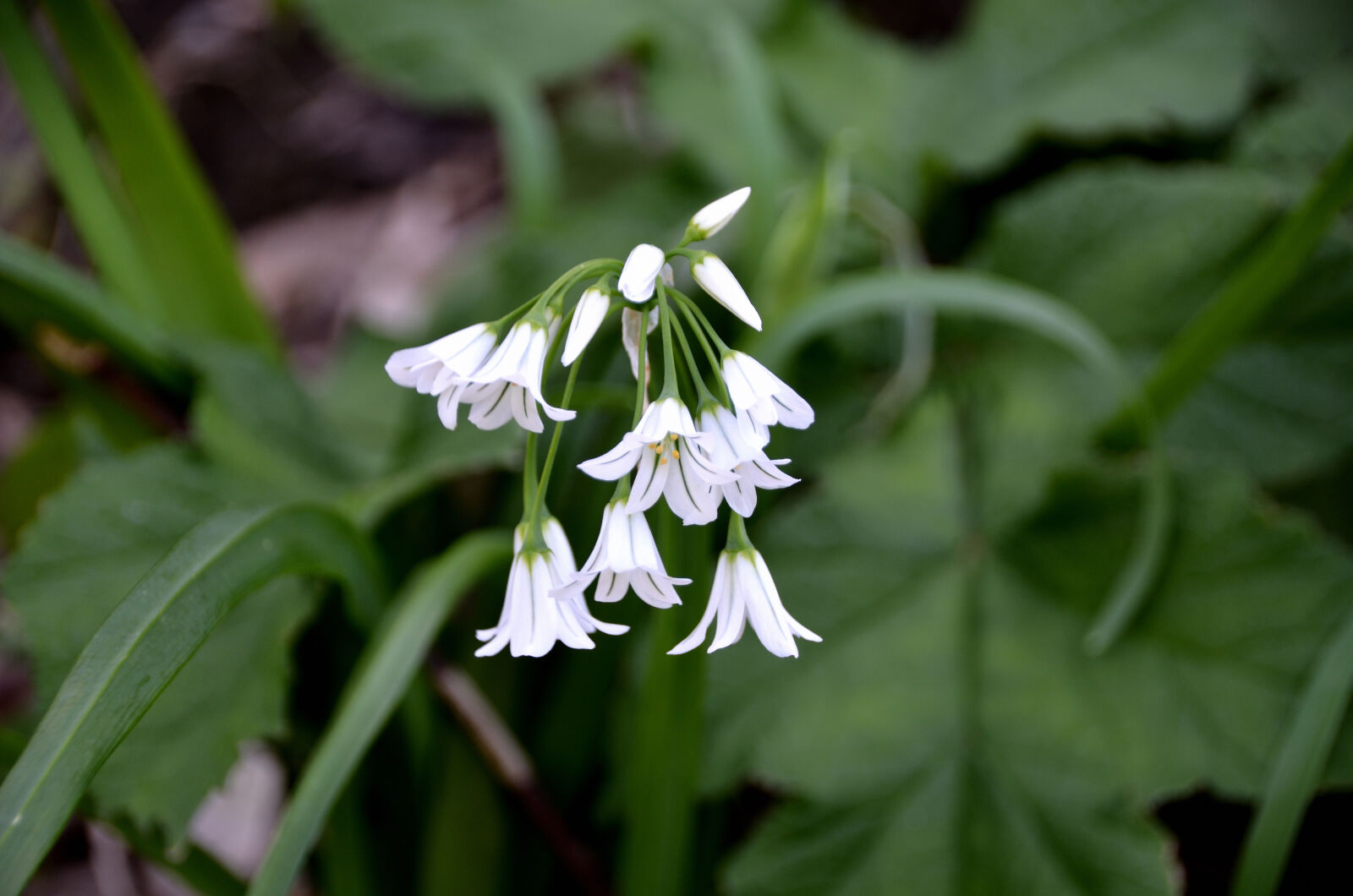 Nikon D5100 + Sigma 18-250mm F3.5-6.3 DC Macro OS HSM sample photo. Botanique, clochettes, fleur, fleurs photography