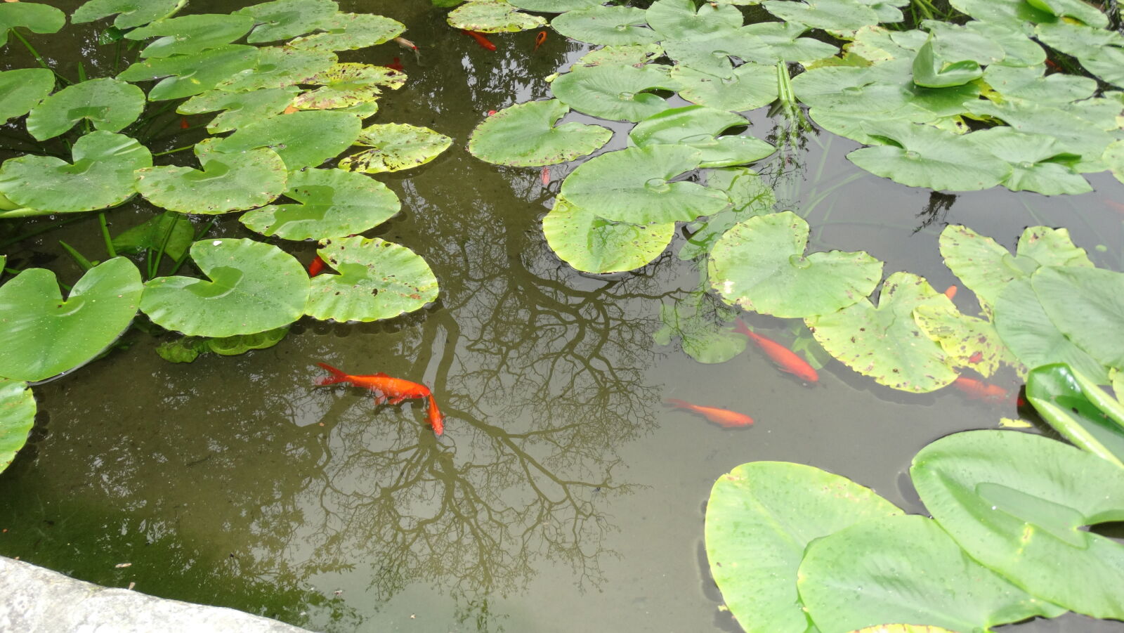 Sony Cyber-shot DSC-HX300 sample photo. Gold, fish photography