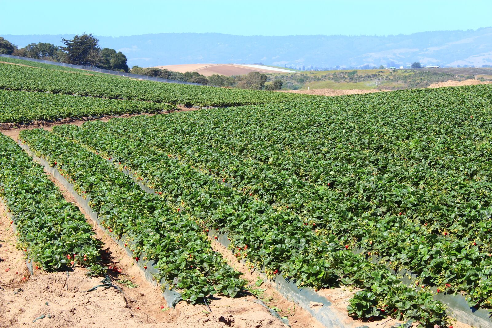 Canon EOS 600D (Rebel EOS T3i / EOS Kiss X5) sample photo. Strawberry, field, fruit photography