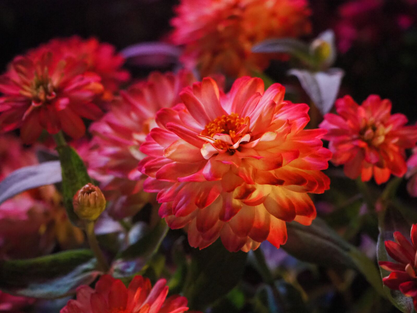 Olympus OM-D E-M10 III sample photo. Nature, flowers, zinnia photography