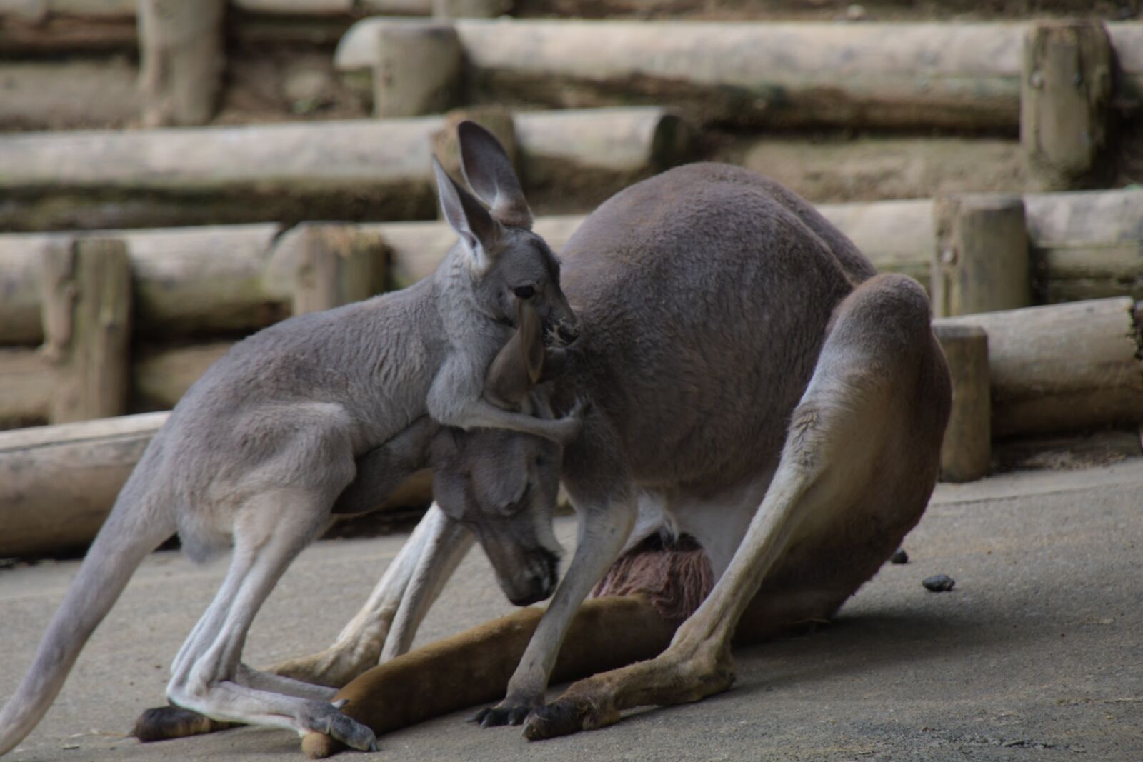 Nikon D7500 sample photo. Kangaroo, mother, child photography
