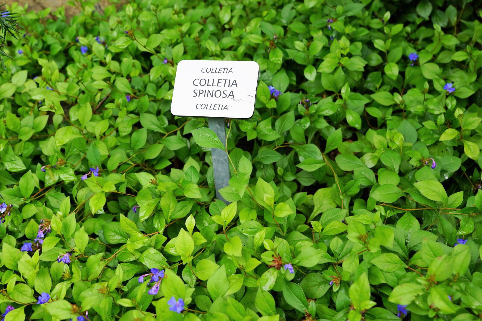 Sony ILCA-77M2 + Sony DT 16-50mm F2.8 SSM sample photo. Leaf, plant, nature photography