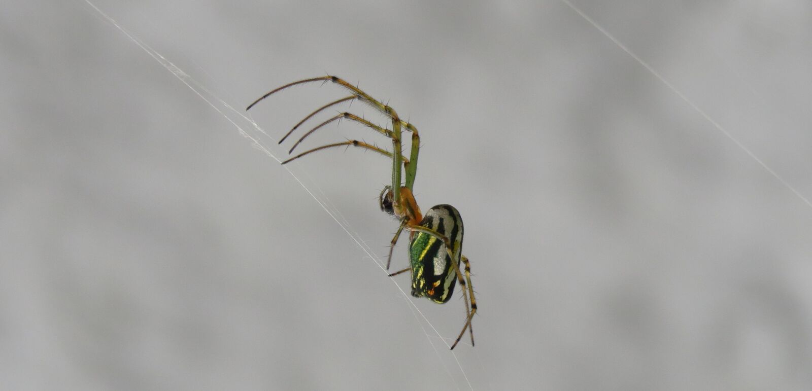 Canon PowerShot SX50 HS sample photo. Spider, insect, nature photography