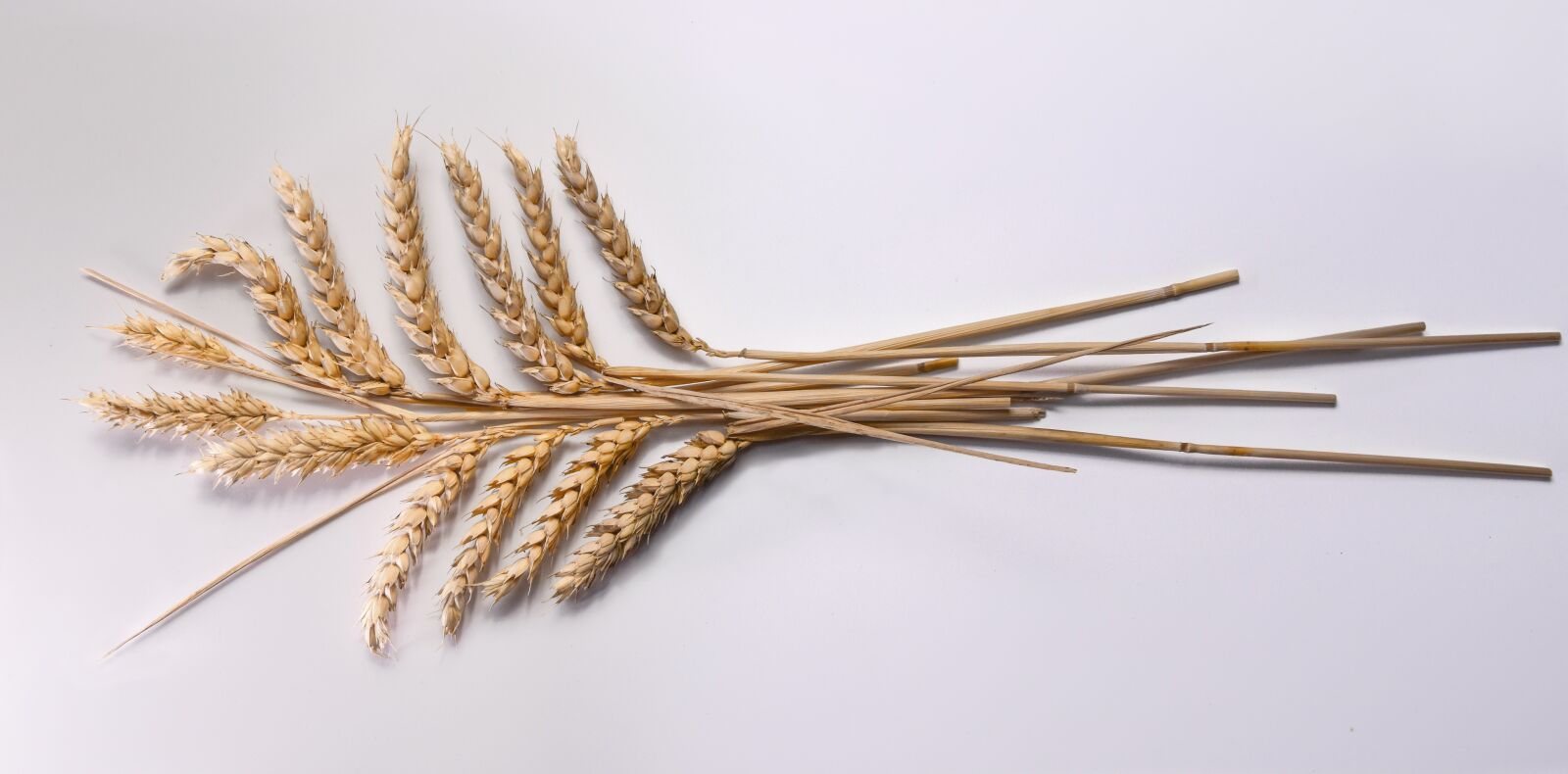 Nikon D5500 sample photo. Ear, grain, corn on photography