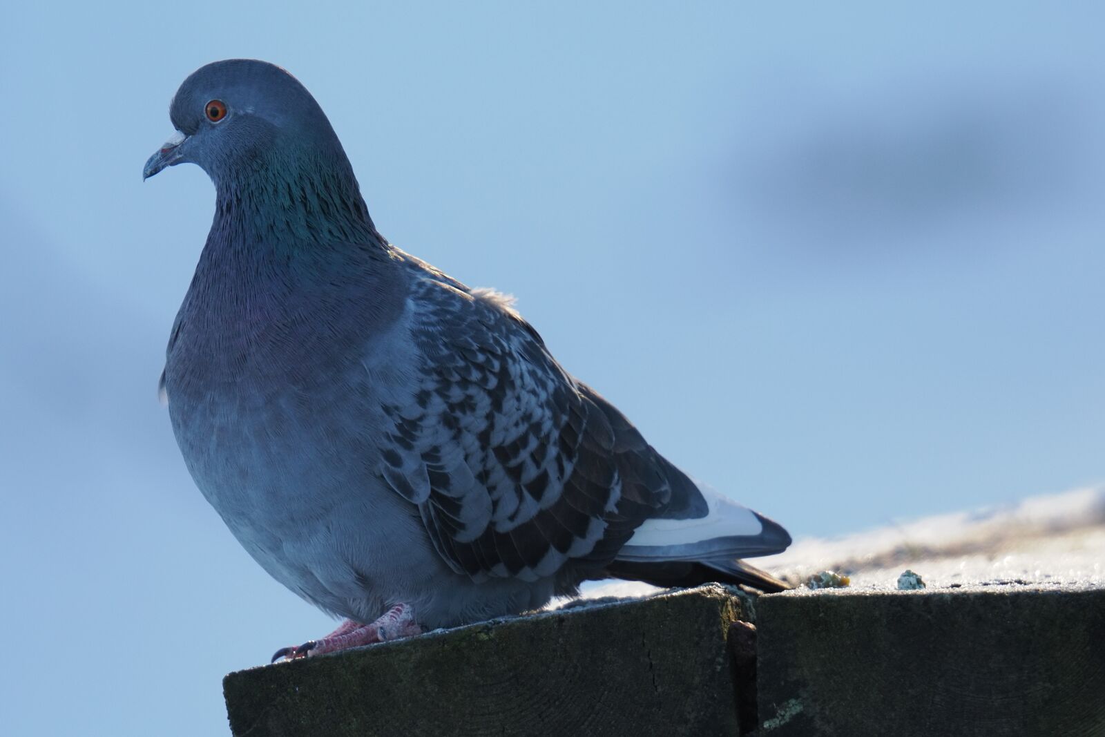 Olympus M.Zuiko Digital ED 150-600mm F5.0-6.3 sample photo. Pigeon on guard photography