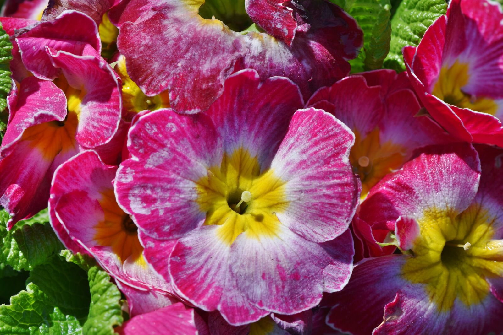 Nikon D7200 sample photo. Primrose, flower, primula photography