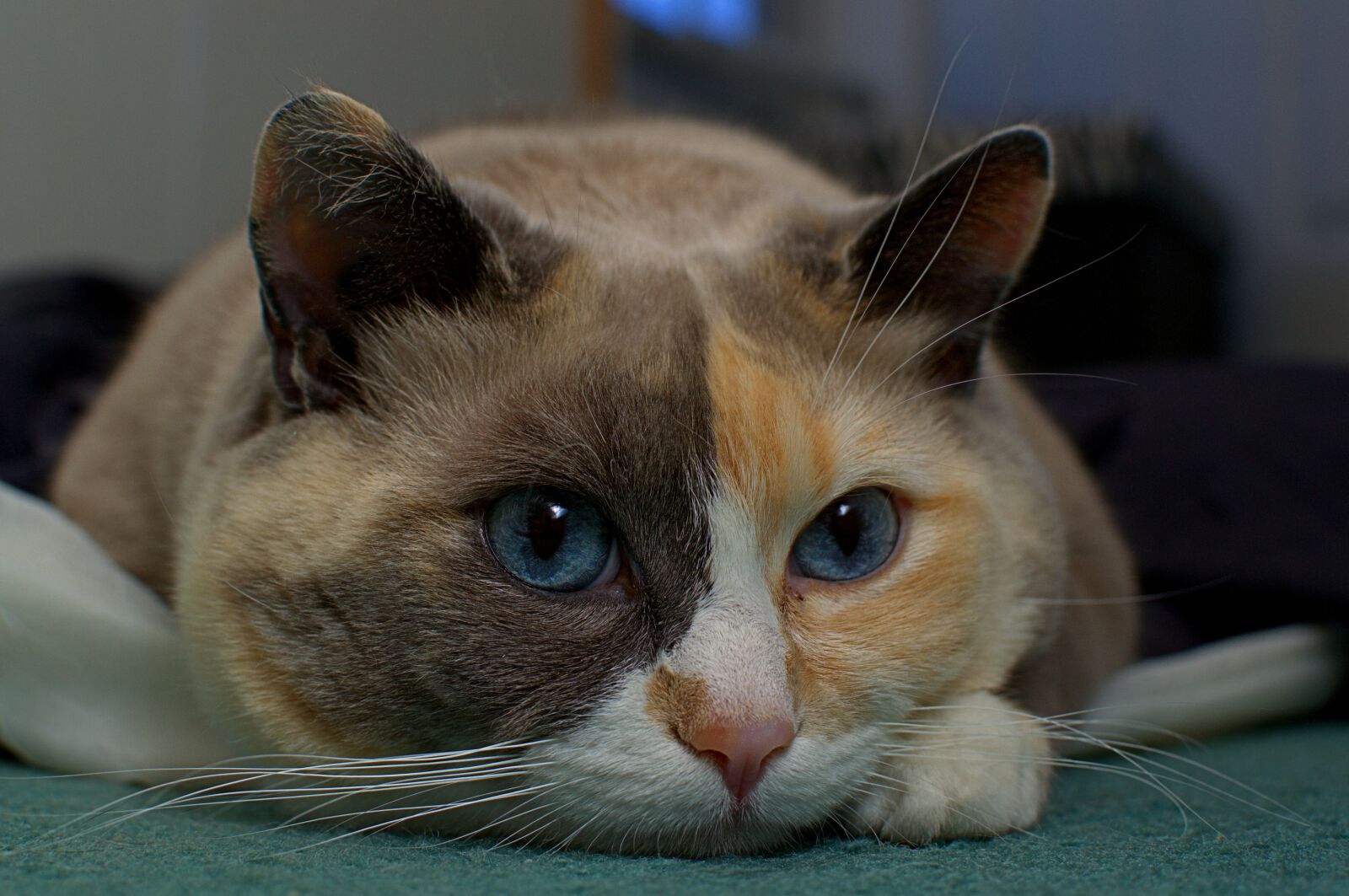 Nikon D3100 sample photo. Cute, animal, pet photography
