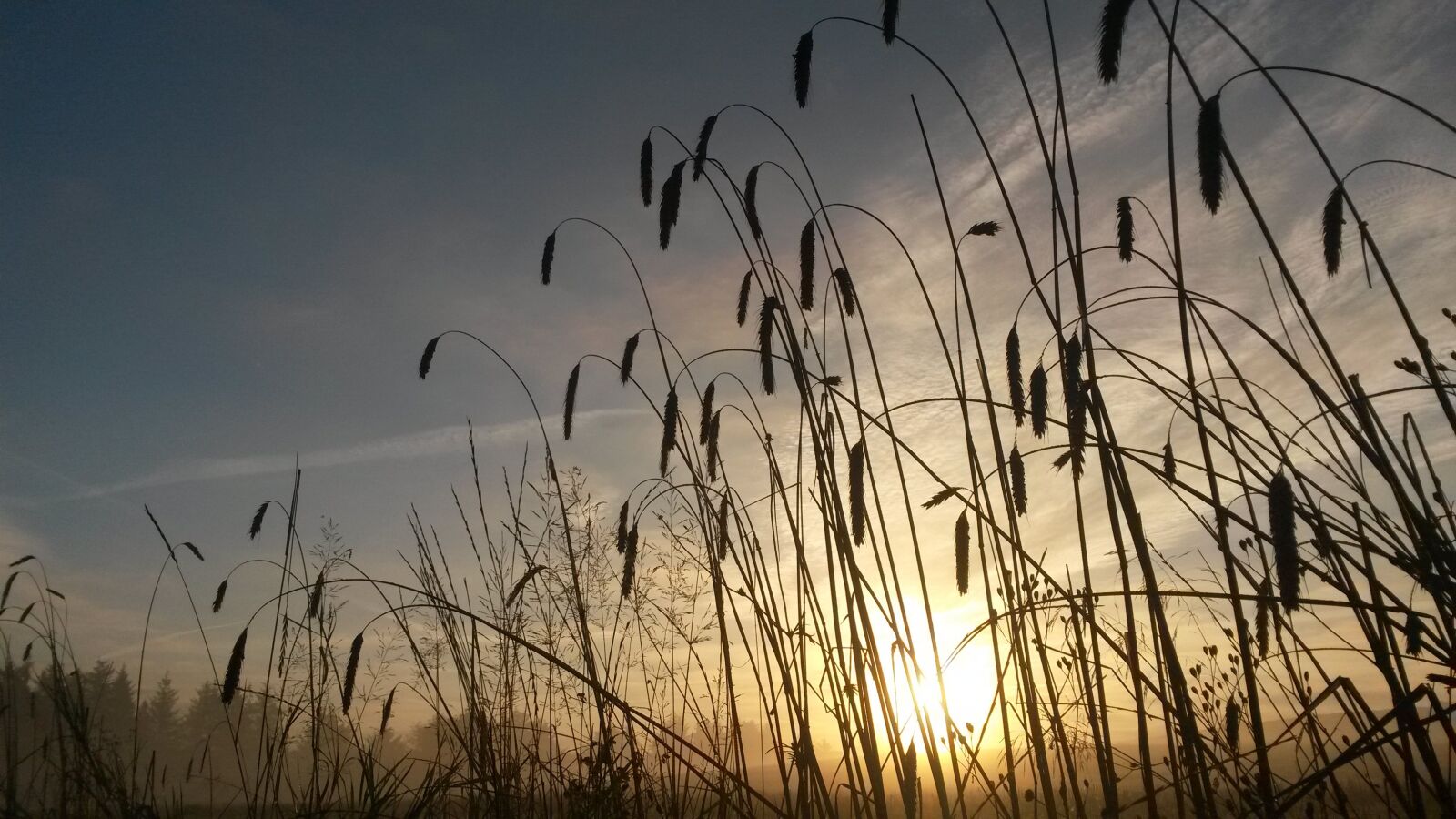 Samsung Galaxy S4 Mini sample photo. Grain, sunrise, natural photography