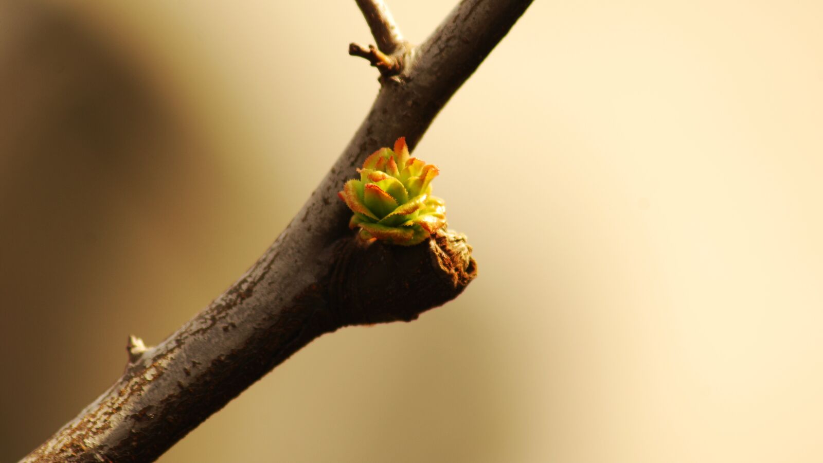 Nikon D2Xs sample photo. Wood, nature, leaf photography