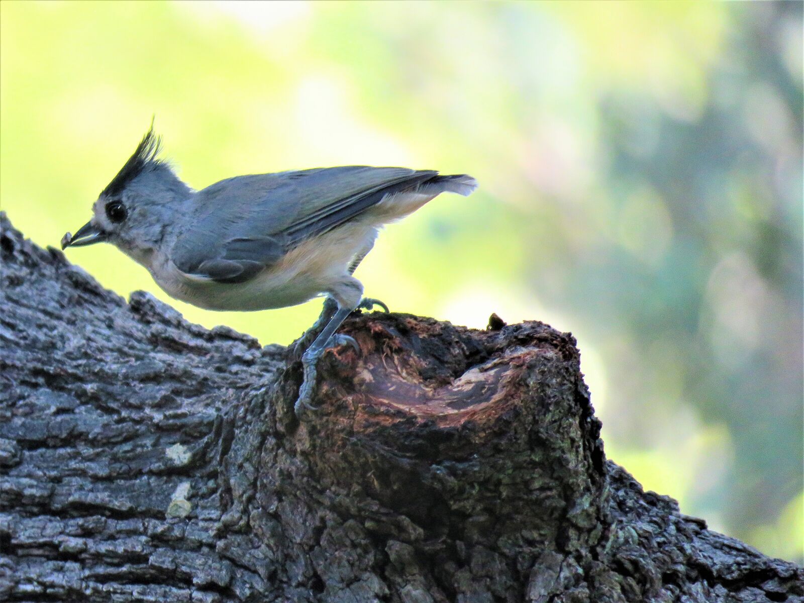 Canon PowerShot SX60 HS sample photo. Bird, cute, wildlife photography