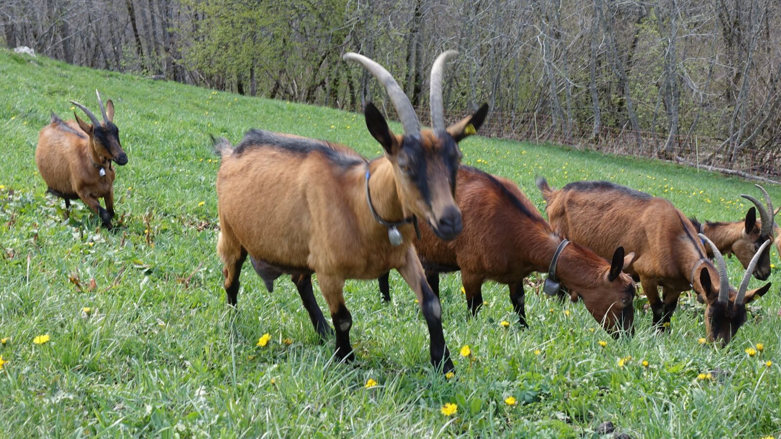 Sony Cyber-shot DSC-RX100 IV sample photo. Goats, agriculture, nature photography