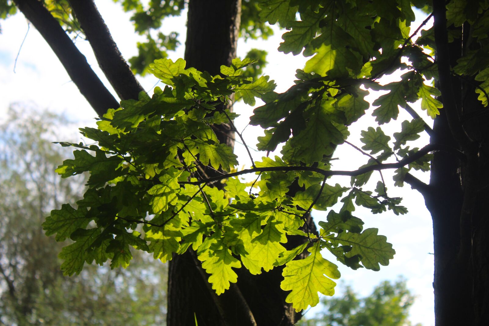 Canon EOS 4000D (EOS Rebel T100 / EOS 3000D) sample photo. Nature, plants, foliage photography