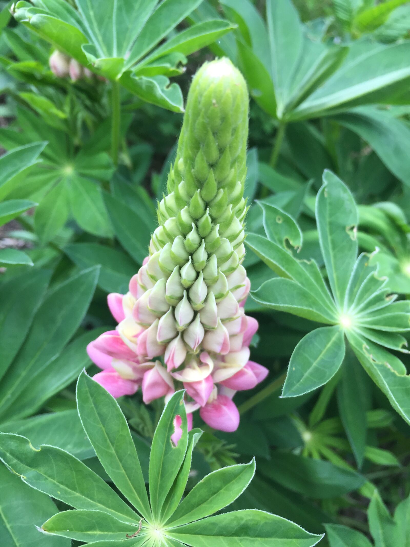 iPhone 6 Plus back camera 4.15mm f/2.2 sample photo. Bloom, spring, nature photography