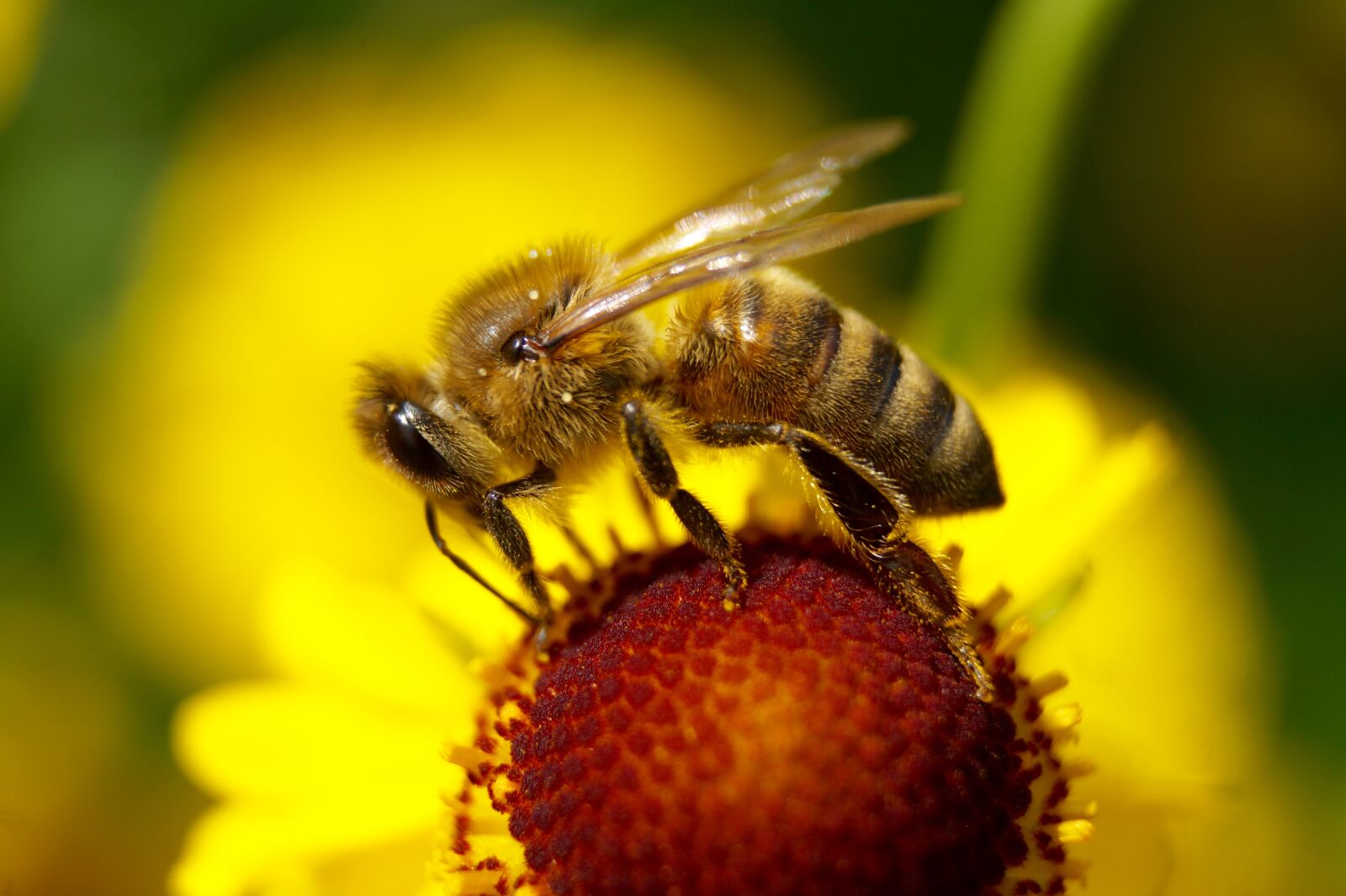 Sony SLT-A58 sample photo. Bee, flower, insect photography
