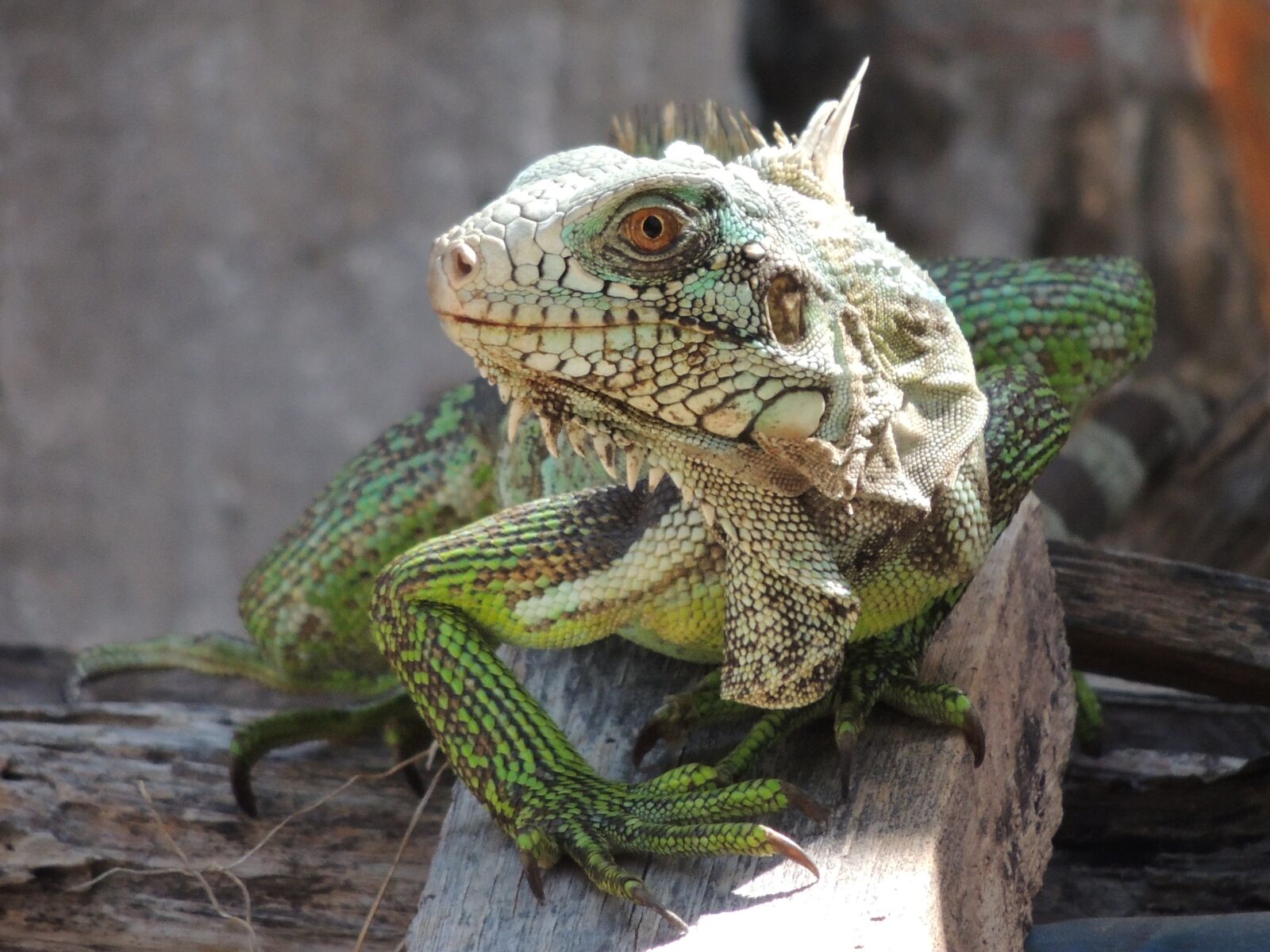 Nikon Coolpix P510 sample photo. Chameleon, iguana, animal photography