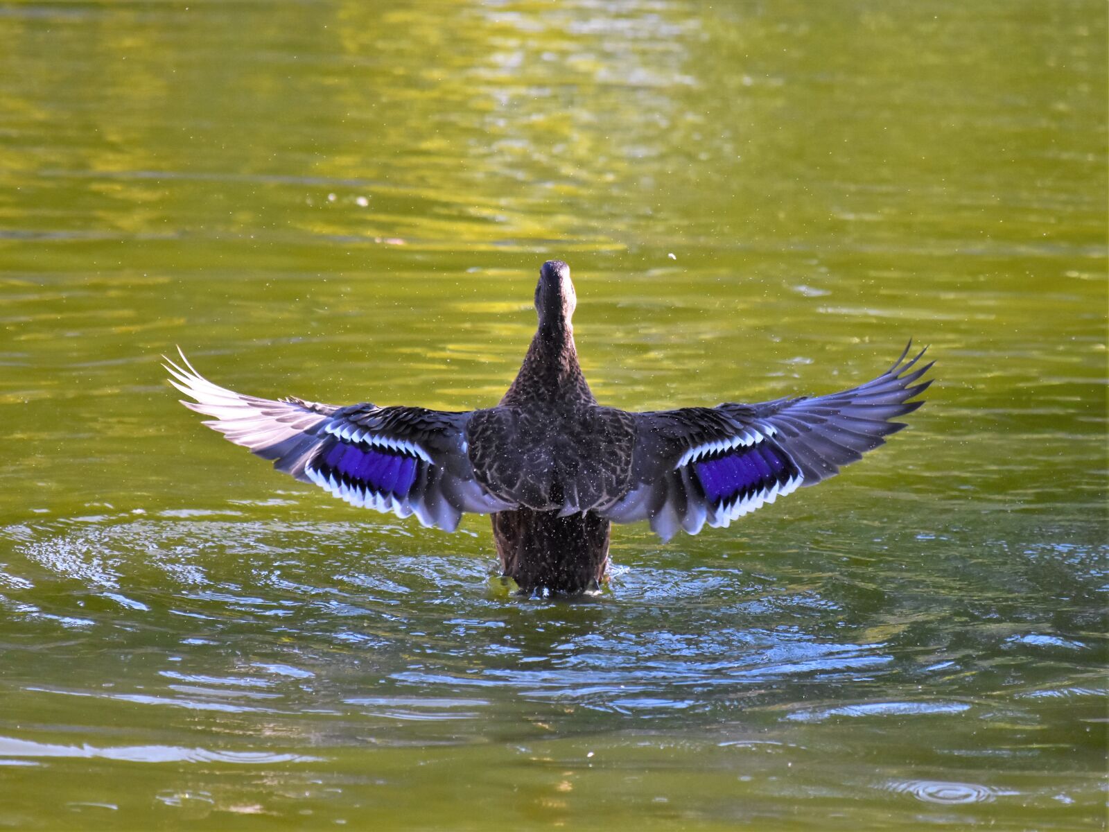 Nikon D7200 sample photo. Duck, waterfowl, feather photography