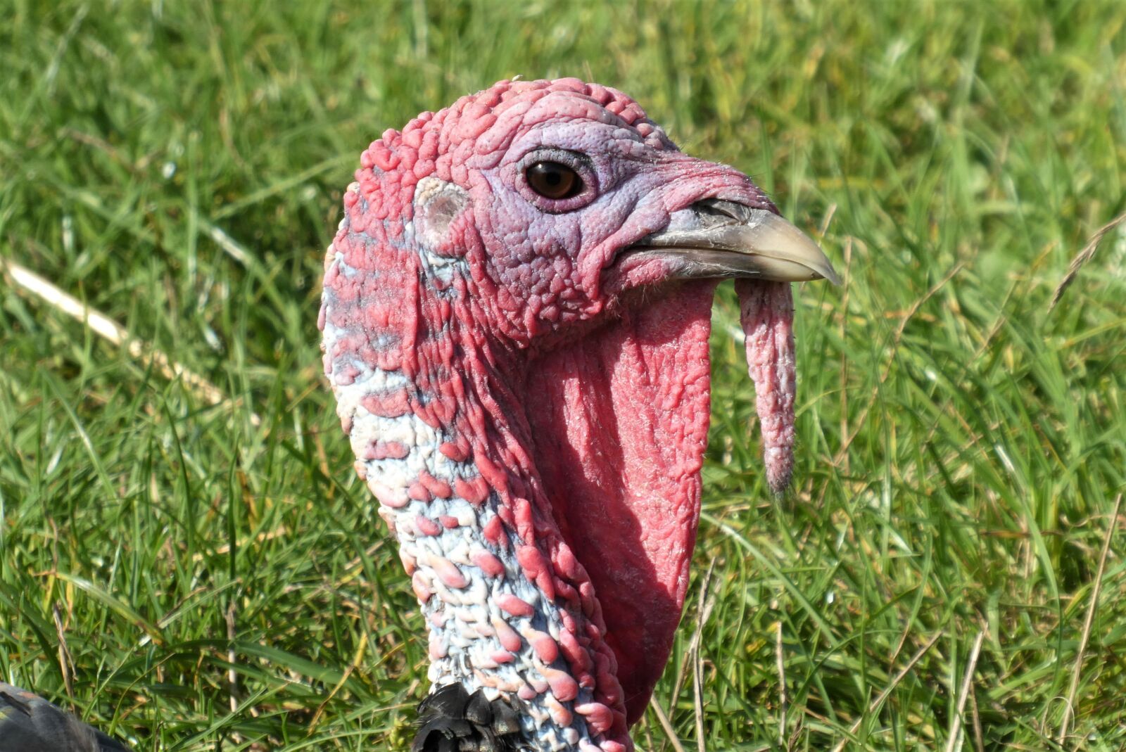 Panasonic Lumix DC-ZS70 (Lumix DC-TZ90) sample photo. Turkey, bird, head photography