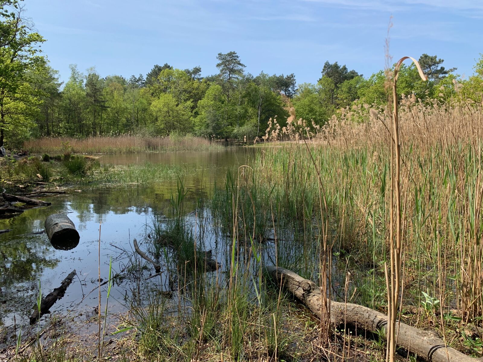 iPhone XS back dual camera 4.25mm f/1.8 sample photo. Rietven, ven, landscape photography