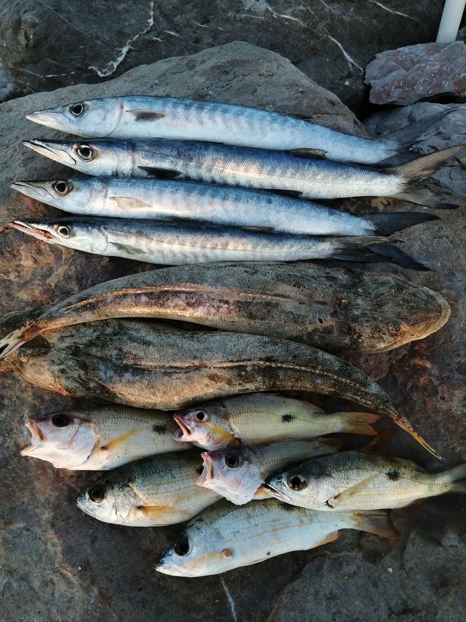 HUAWEI JKM-LX1 sample photo. Fish, good catch, fishing photography