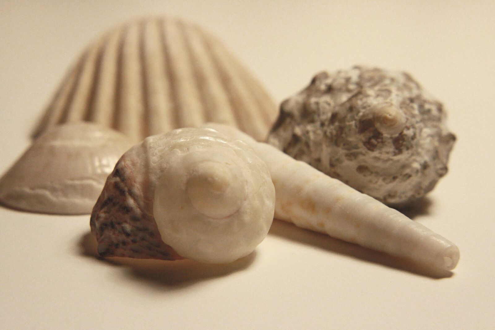 f/3.5-5.6 IS sample photo. Seashell, food, shell, still photography