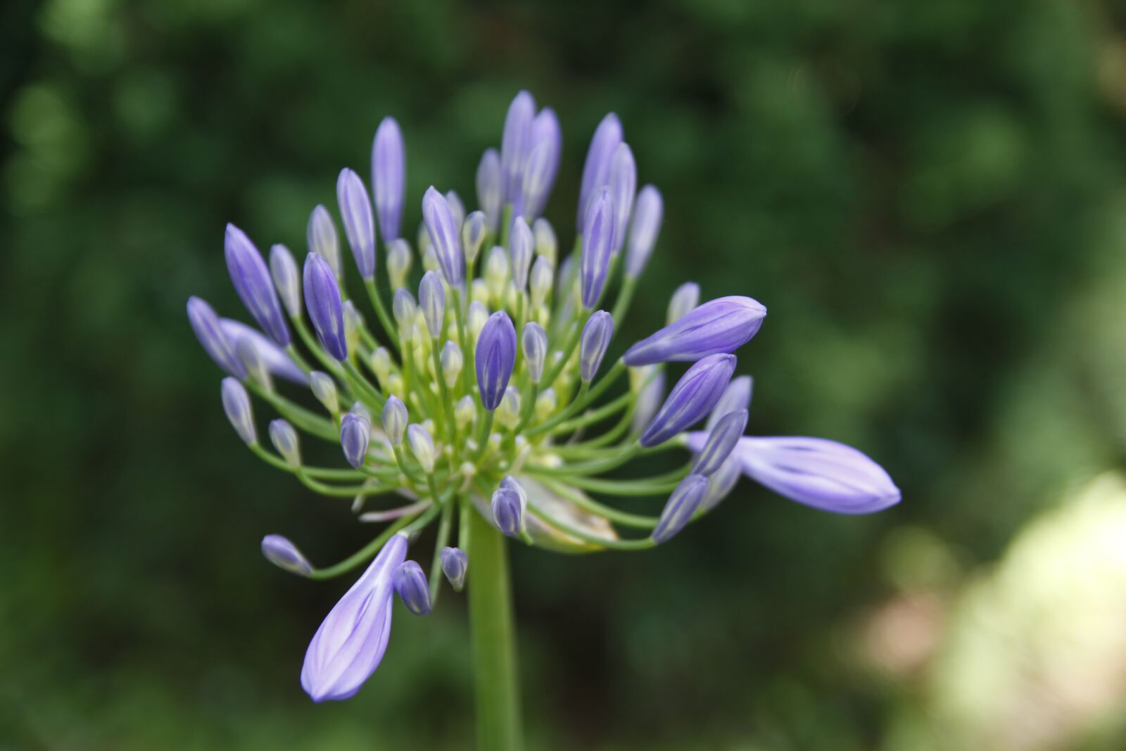 Canon EOS 50D sample photo. Flower, purple, violet photography