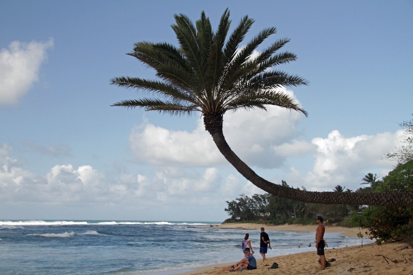 Canon EOS 7D sample photo. Palm, beach, relaxation photography