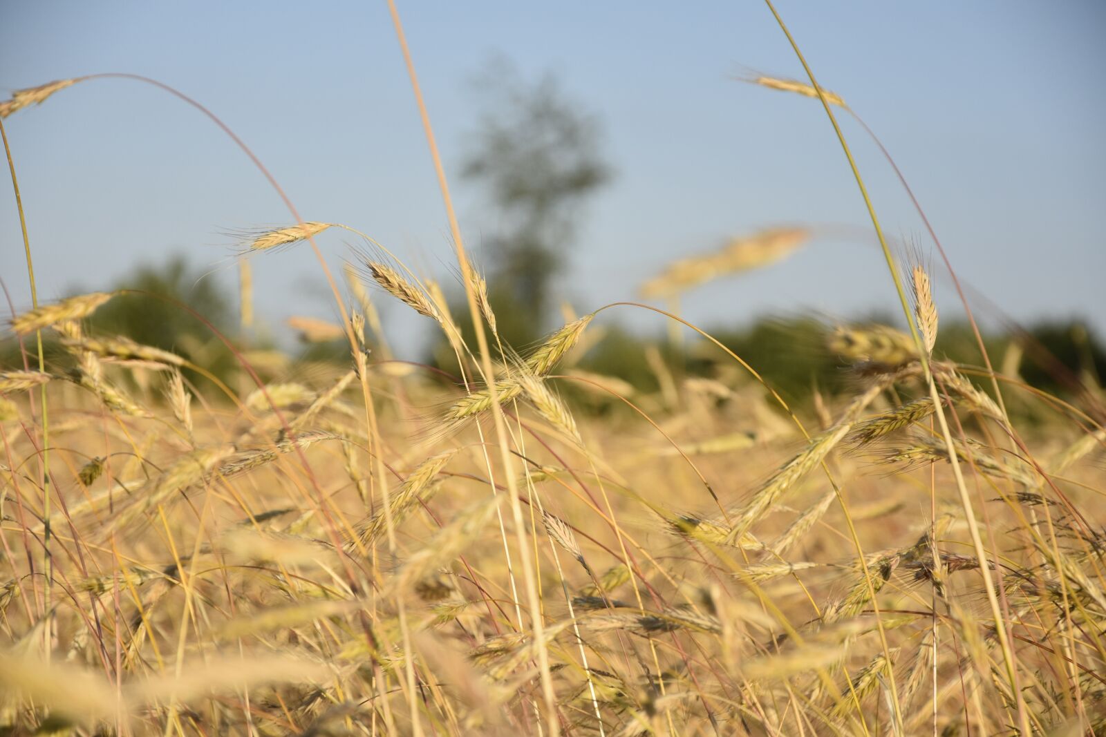 Nikon D7200 sample photo. Corn, field, nature photography