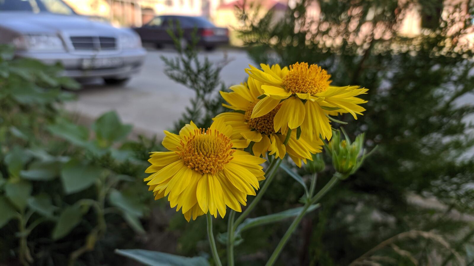 Xiaomi Redmi Note 8 sample photo. Flower, nature, spring photography