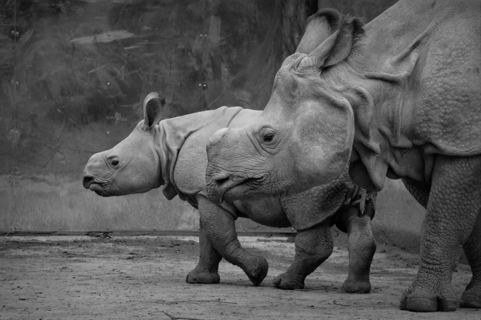 Nikon D5200 sample photo. Rhino, baby rhinoceros, animal photography