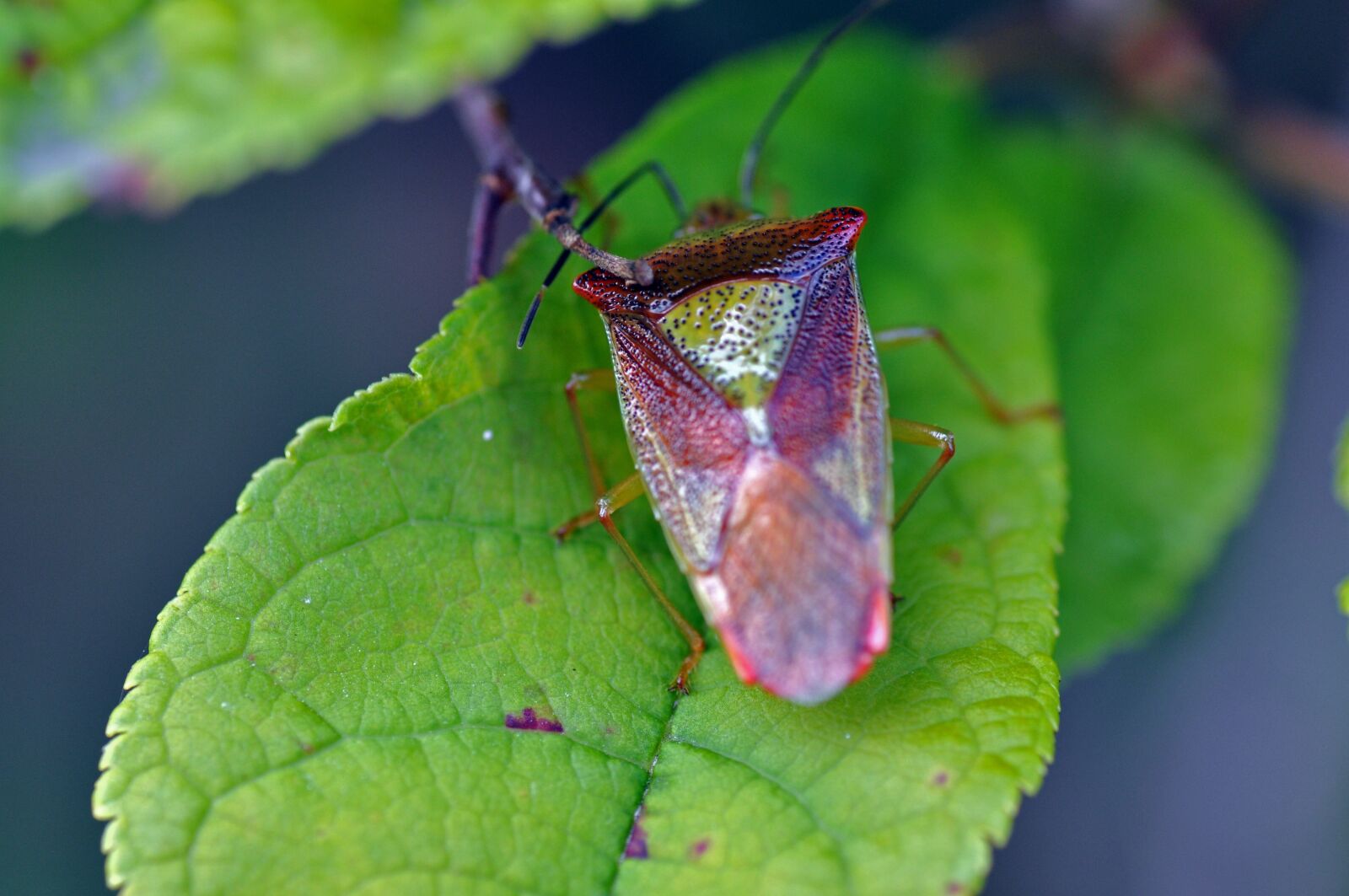 Nikon D90 sample photo. Bug, close up, animal photography