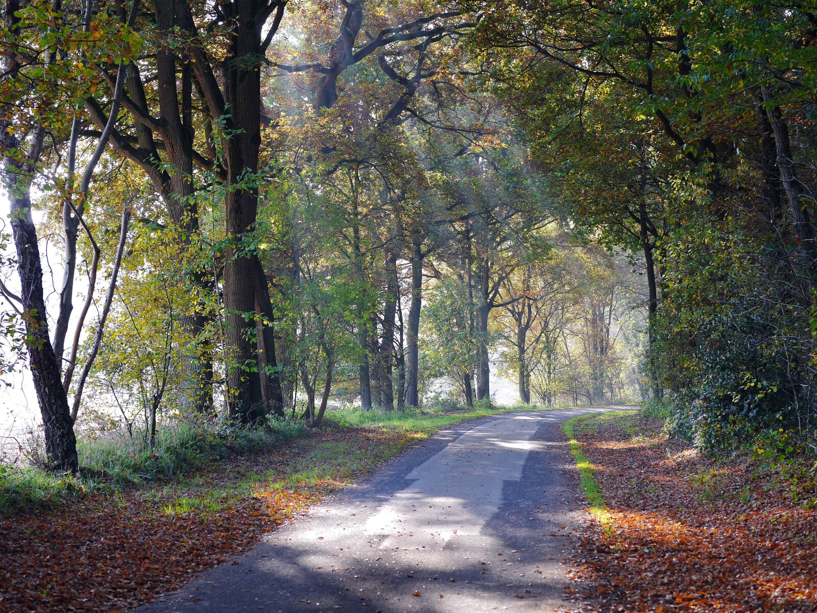 Panasonic Lumix DMC-GH3 sample photo. Forest path, autumn, haze photography