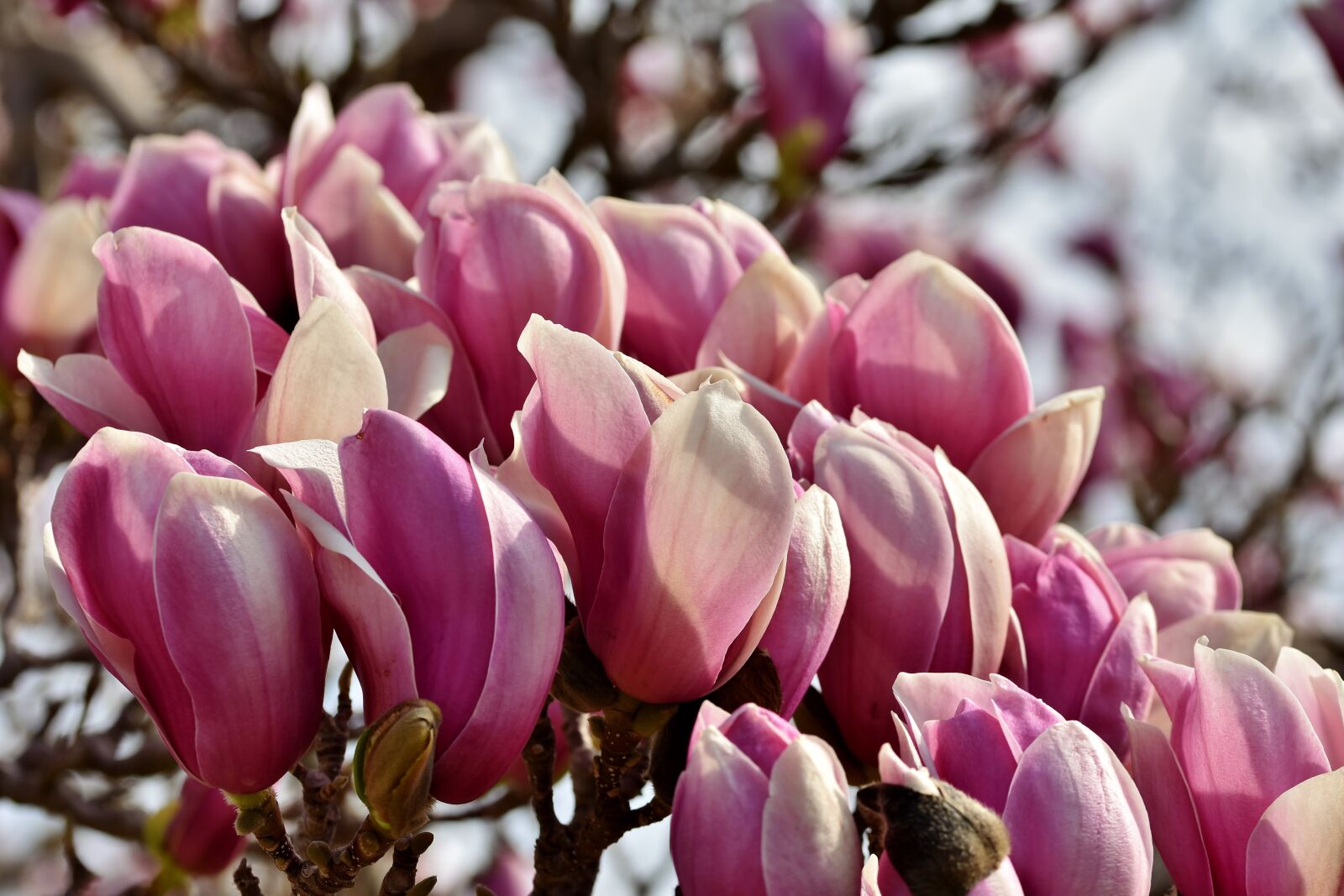 Nikon D7200 sample photo. Magnolia, magnolia tree, flowers photography