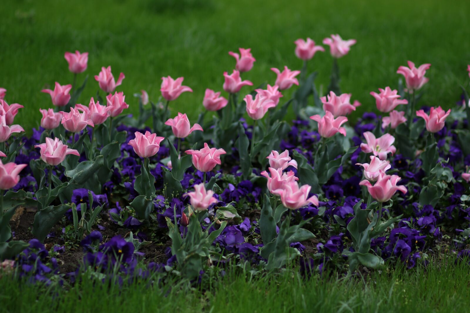 Canon EF 85mm F1.8 USM sample photo. Tulips, pink, coloring photography