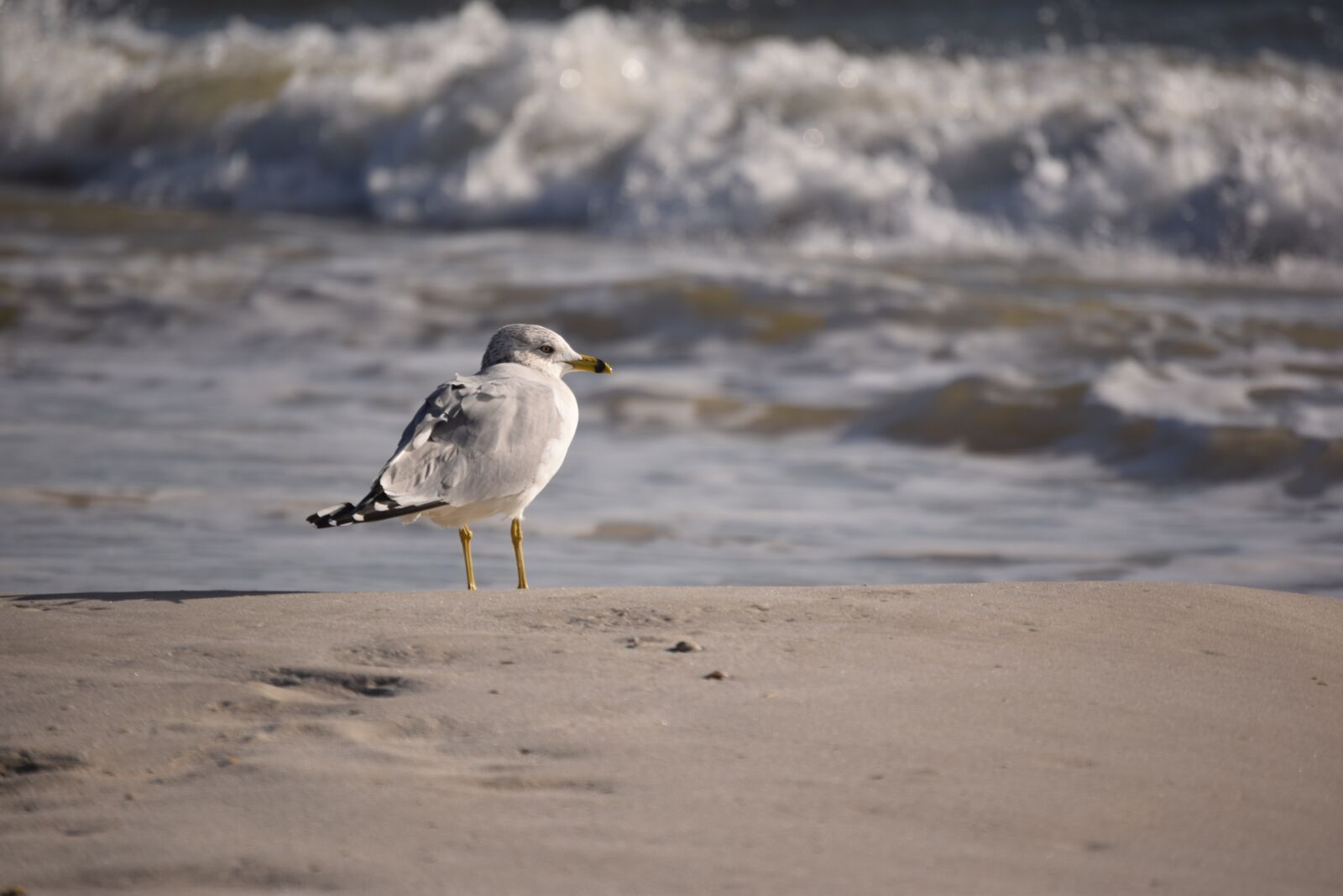 Nikon D5300 sample photo. Seagull, bird, gull photography