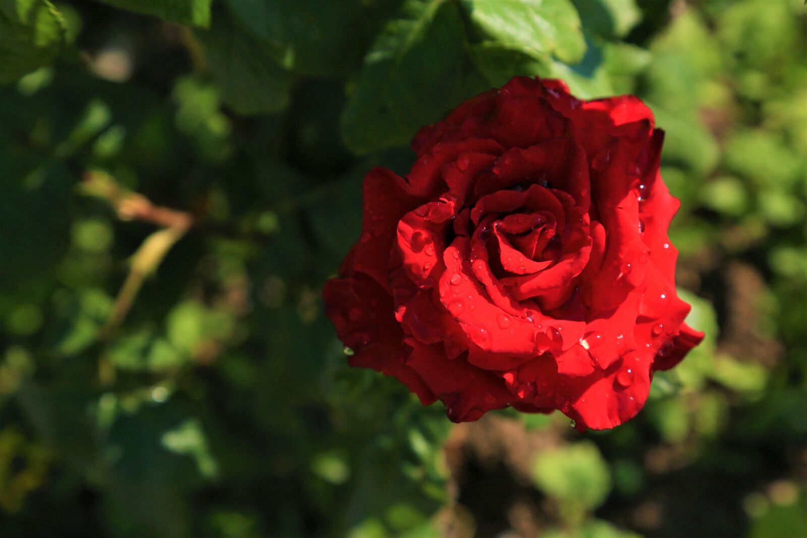 Canon EF 24-105mm F4L IS USM sample photo. Rose, spring, red photography