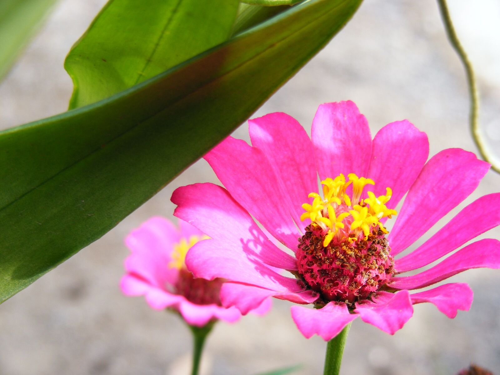Fujifilm FinePix S5700 S700 sample photo. Flower, pink, gardening photography