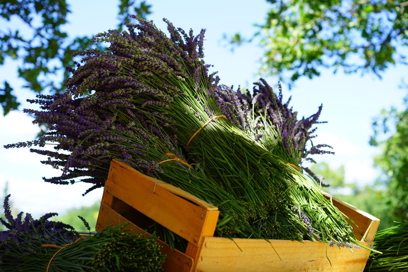 Sony a7 sample photo. Lavender, tufts, sale photography