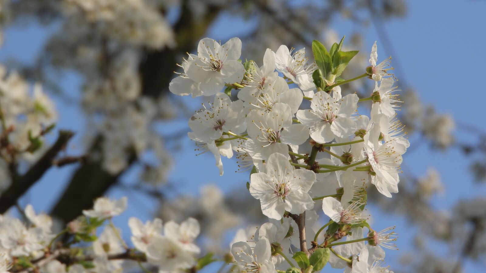 Nikon Coolpix P610 sample photo. White flowers, spring flowers photography
