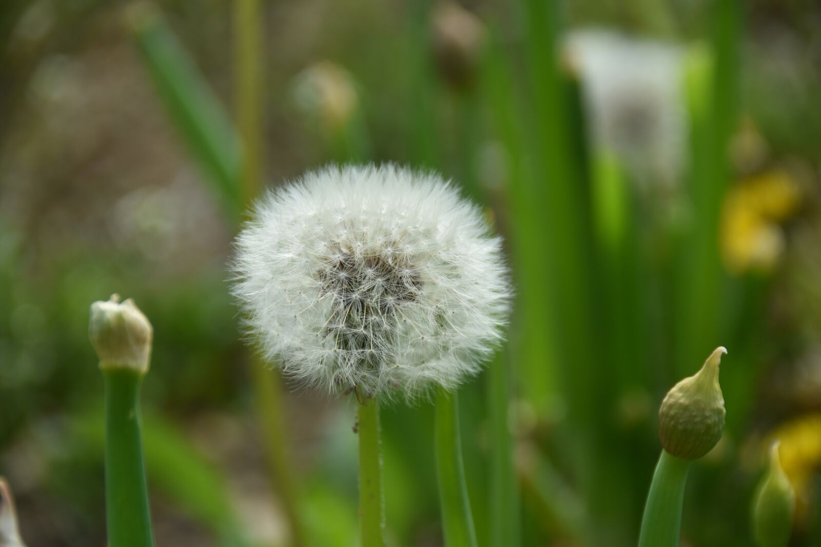 Nikon D7200 sample photo. Wildflower, into the evening photography