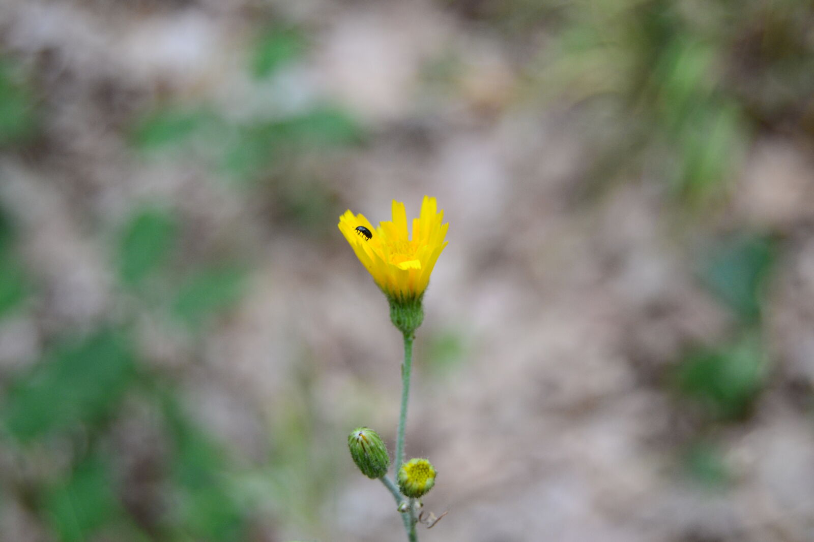 Nikon D3100 sample photo. Bug, flower, macro, yellow photography