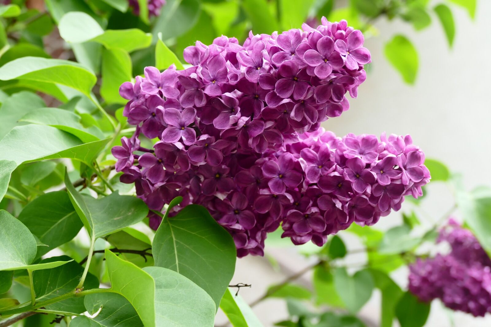 Panasonic Lumix DMC-FZ1000 sample photo. Lilac, purple, spring photography