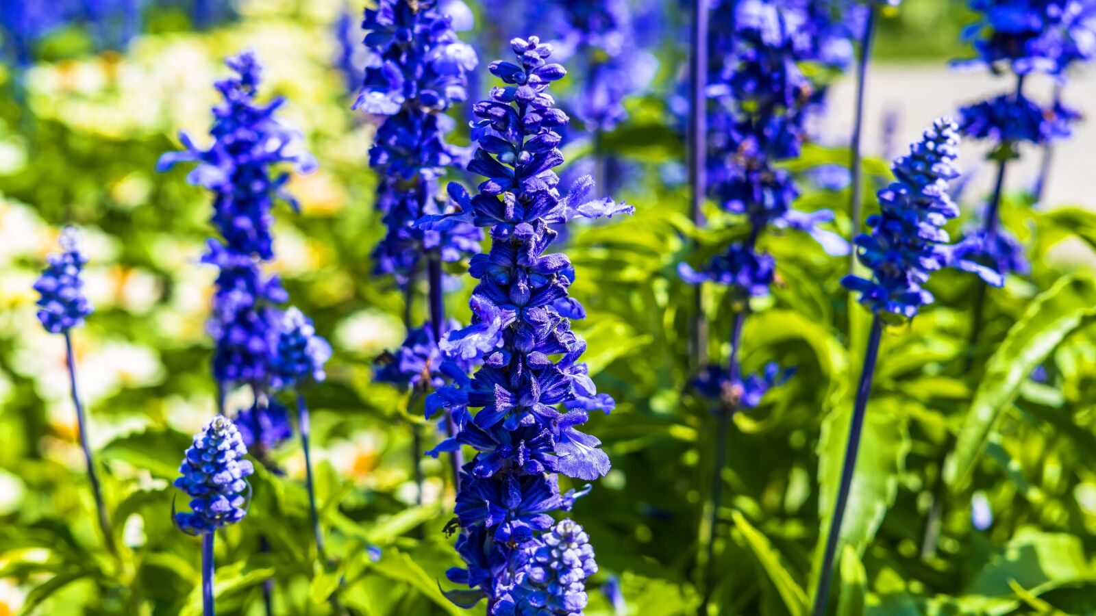 Sony a6300 + Sigma 30mm F2.8 EX DN sample photo. Larkspur, flower, meadow photography