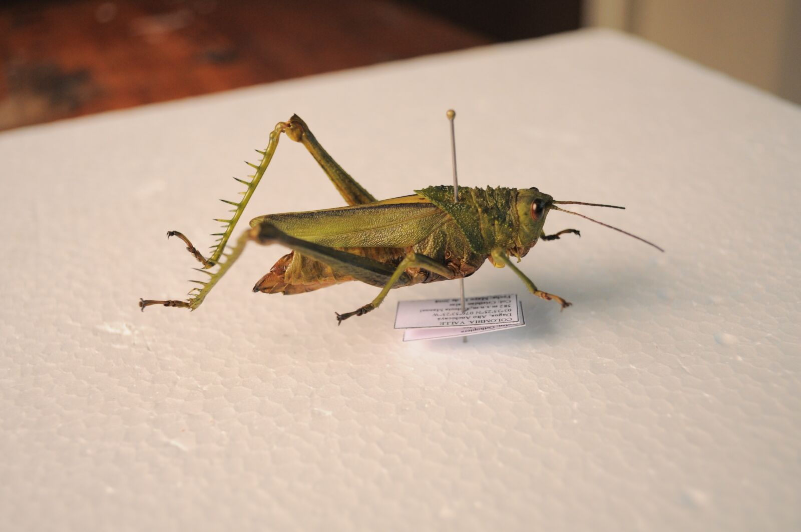 Nikon D5000 sample photo. Grasshopper, insect, entomology photography