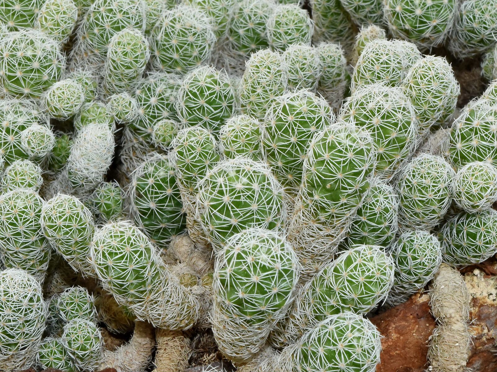 Nikon D5500 sample photo. Cactus, desert plant, plant photography